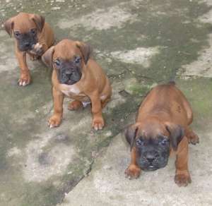 vand catei boxer