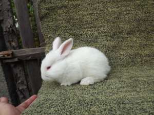 vand pui de iepuri
