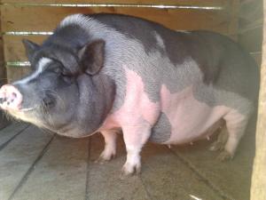Porci vietnamezi la cel mai mic pret
