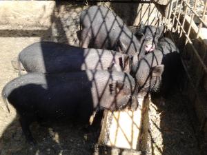 Porci vietnamezi la cel mai mic pret