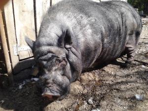 Porci vietnamezi la cel mai mic pret