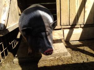 Porci vietnamezi la cel mai mic pret