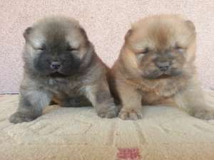 Pui Chow Chow cu pedigree Fci