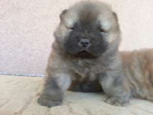 Pui Chow Chow cu pedigree Fci