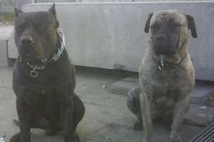 Catei Presa Canario de vanzare