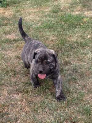 Catei Presa Canario de vanzare