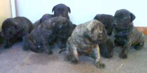 Catei Presa Canario de vanzare