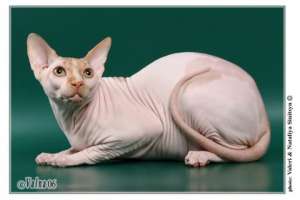 Vand pui de pisica din rasa Sphynx,    cu pedigree