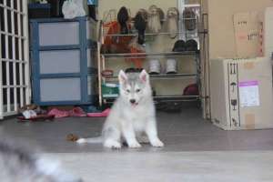 Vand catei Husky Siberian
