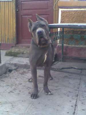Pui Cane Corso De Vanzare