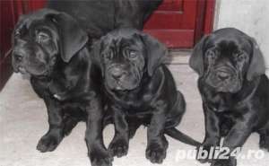 Cane Corso De Vanzare