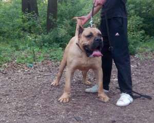 Pui Presa Canario