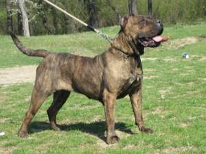Pui Presa Canario