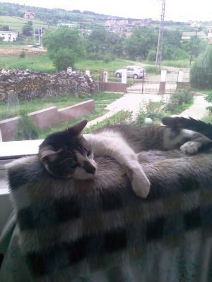 Pensiune felina Oradea