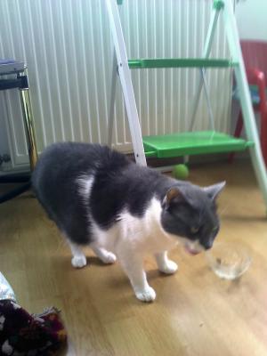 Pensiune felina Oradea