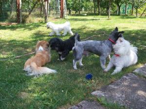Pensiune canina si felina Oradea