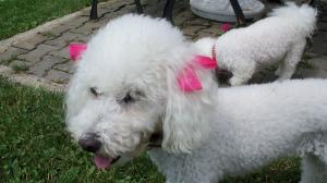 Pensiune canina si felina Oradea