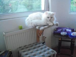 Pensiune canina si felina Oradea