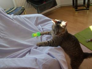 Pensiune canina si felina Oradea