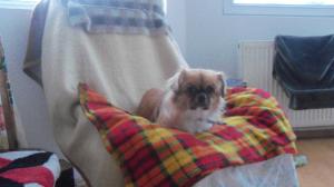 Pensiune canina  Oradea