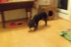 Pensiune canina  Oradea