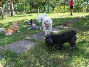 Pensiune canina  Oradea