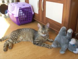 Pensiune canina  Oradea