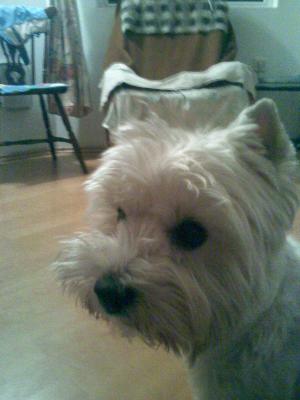 Pensiune canina  Oradea