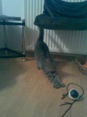 Pensiune canina  Oradea