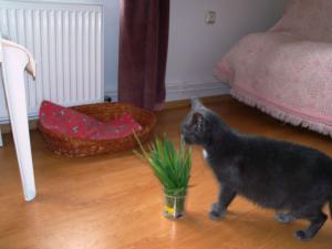 Pensiune canina  Oradea