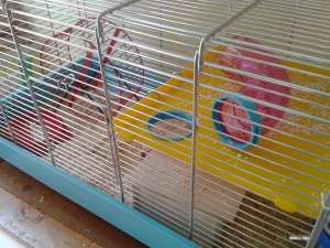 Donez hamster sirian + cusca