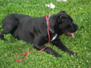 cane corso