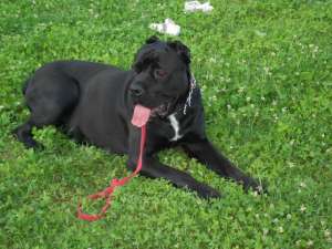 cane corso