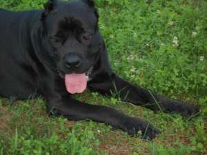 cane corso