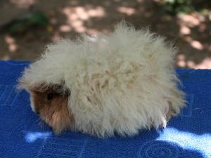 Porcusori de rasa