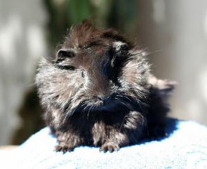 Porcusori de rasa