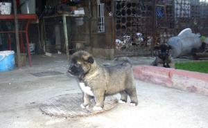 ciobanesc caucazian pui