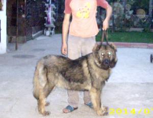 ciobanesc caucazian pui