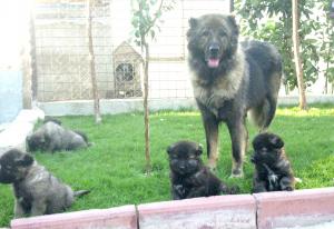 ciobanesc caucazian pui