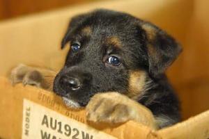 spre adoptie pui 1 luna metis ciobanesc german