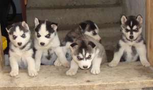 Husky de vinzare