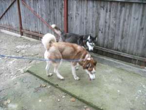 Husky de vinzare