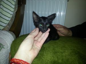 Adoptie pisicuta iubitoare