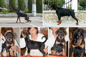 Dobermann de vanzare