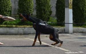 Dobermann de vanzare