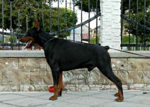 Dobermann de vanzare