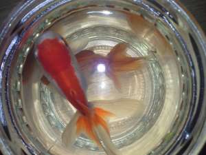 Caras Auriu Oranda (Carassius Auratus Oranda / Pestisorul de aur)