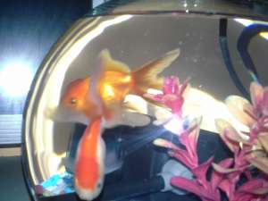 Caras Auriu Oranda (Carassius Auratus Oranda / Pestisorul de aur)