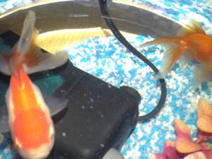 Caras Auriu Oranda (Carassius Auratus Oranda / Pestisorul de aur)