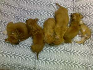 Pui Amstaff de vanzare